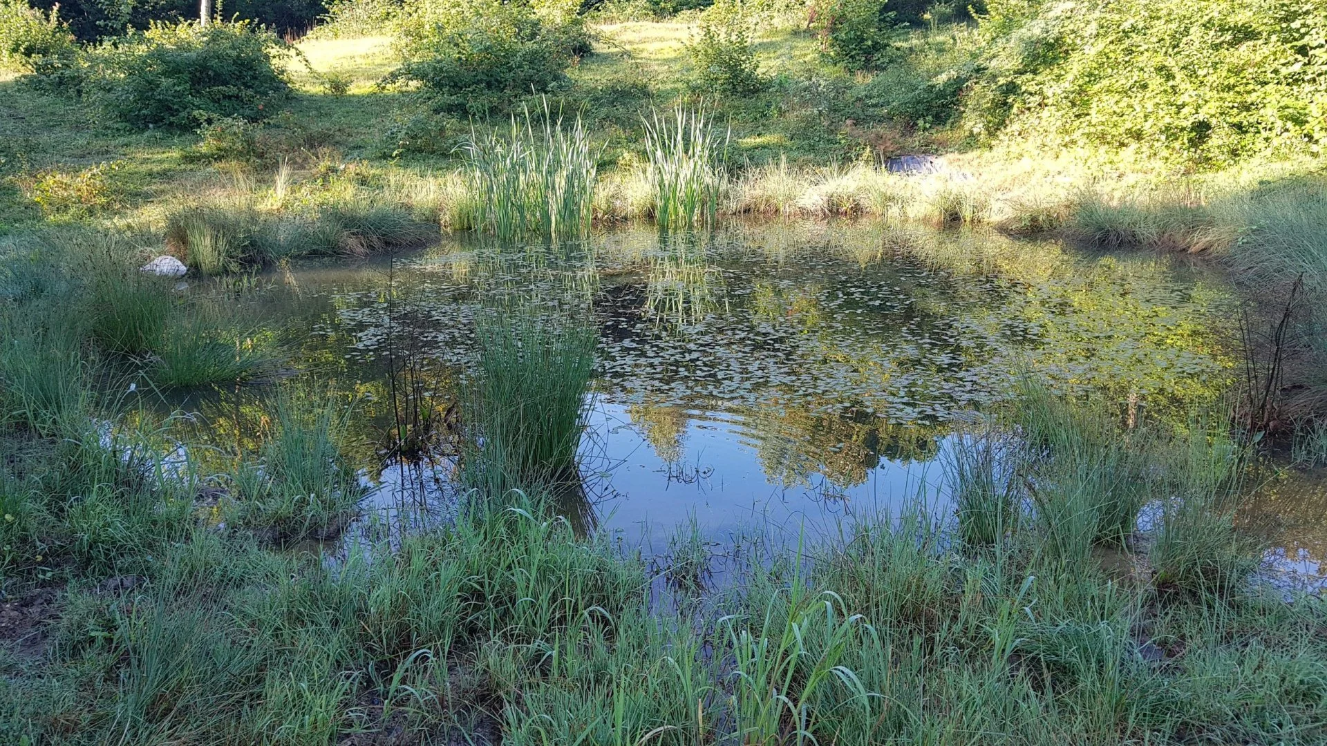 cariadeghe 2