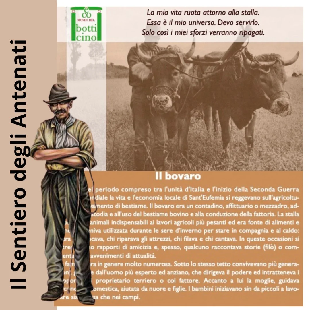 Bovaro